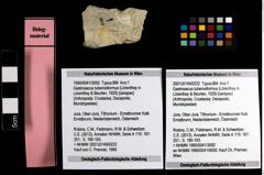 Foto (Objekt + Etiketten) von Gastrosacus tuberosiformus (Lörenthey in Lörenthey & Beurlen, 1929) 